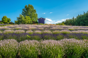 Lavender Field and Drying Shed