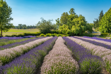 Plakat Lavender Farm