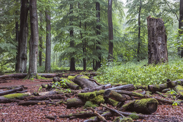 Fototapeta premium Totholz im Urwald Sababurg