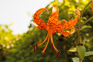 Tiger lily on a blurred background
