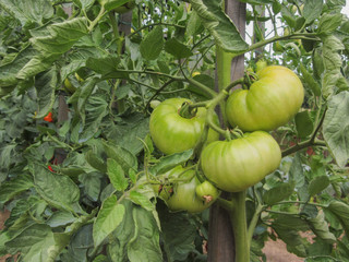 red tomato plants in a home made vegetable garden