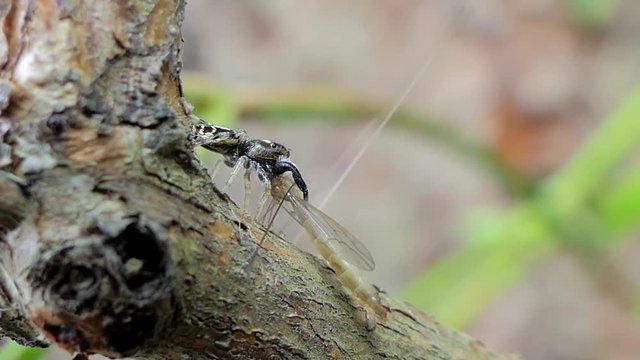 Jumping Spider (Hyllus) catching Crane Fly (Tipula oleracea) in tropical rain forest.