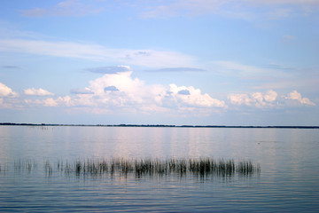 Lake grass