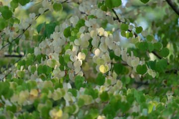 Natural background of yellow and green leaves