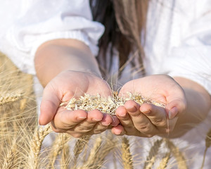 Wheat grains in female hands