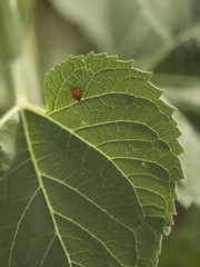 Ladybug on sunflower leaf macro