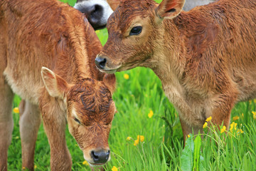 calves in a field