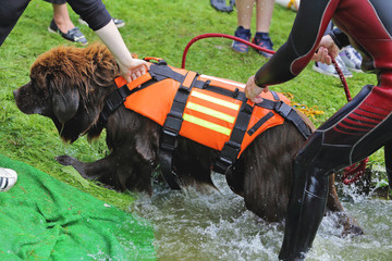 chien terre-neuve démonstration de sauvetage dans l'eau - obrazy, fototapety, plakaty