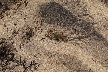 Natural background with a small crab on a background of yellow sea sand