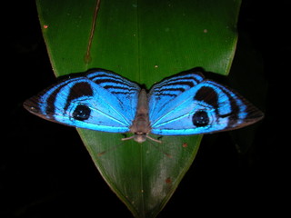 Blue Buterfly in French Guyana rainforest