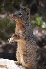 Squirrel in wildlife - 167835071