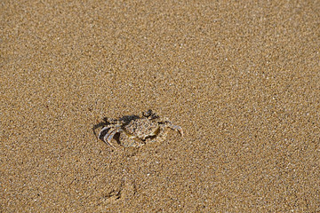 Natural background with a small crab on a background of yellow sea sand