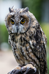 Greifvögel