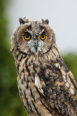 Greifvögel