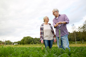 Fototapeta premium senior couple with shovel picking carrots on farm