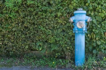 Blauer Hydrant am Straßenrand mit Hecke im Hintergrund
