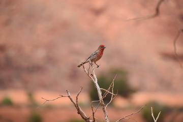 Bird in wildlife - 167835481