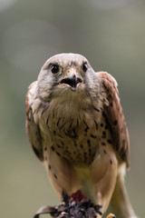 Greifvögel