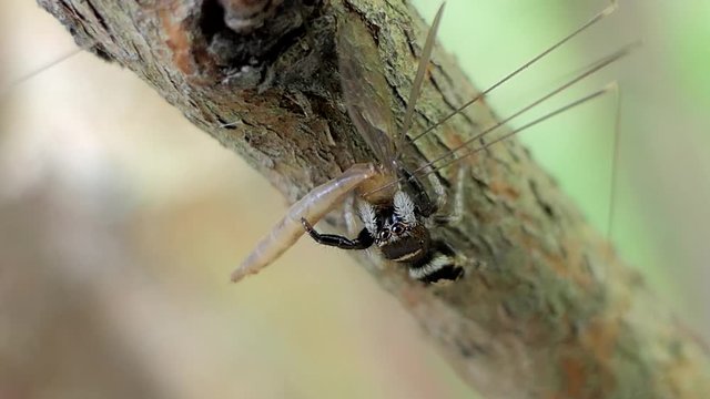 Jumping Spider (Hyllus) catching Crane Fly (Tipula oleracea) in tropical rain forest.
