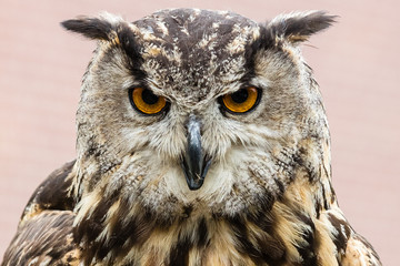 Greifvögel