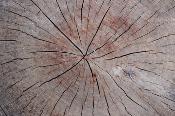 Pile of Large Wood Logs background