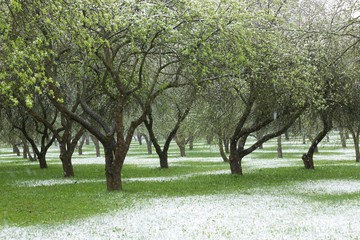 Fototapeta na wymiar Spring garden in the snow