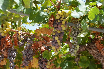 Racimo de uvas