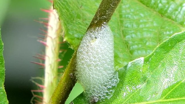 Spittle bugs (Callitetrix versicolor Fabricius) hiding inside froth on branch in tropical rain forest.