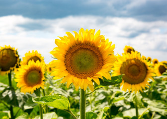 Fototapeta premium sumflowers rural farm field