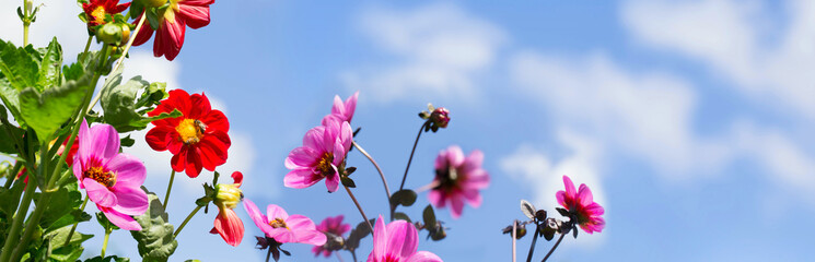 Blumenwiese 