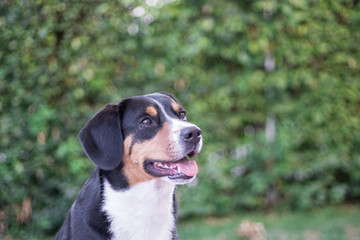 Beautiful dog portrait (Entlebuch Sennenhund) with green in the background
