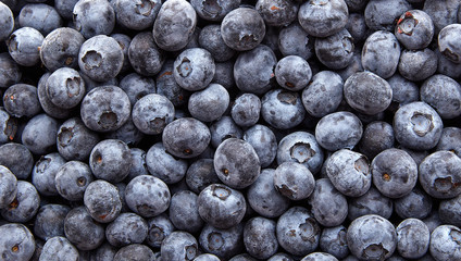 Freshly picked blueberries