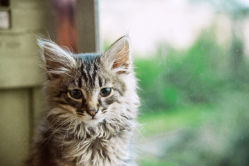 Obraz premium home pet cat looking at the window