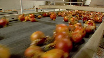 Close up, fresh onions on conveyor belt