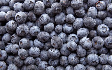 Freshly picked blueberries