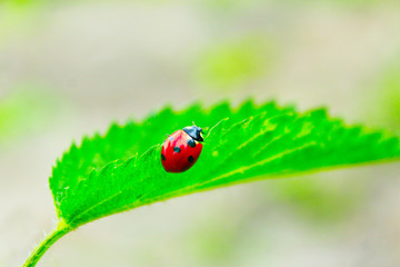 ladybird on the leaf of nettle