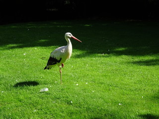Fototapeta premium Cigogne