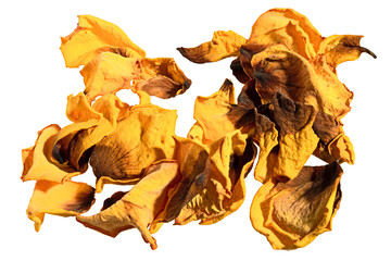 Dry petals of a yellow rose isolated on a white background