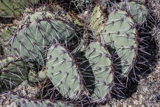 Cactus with large thorns
