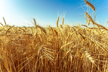 golden wheat field and sunny day