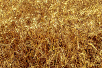golden wheat field and sunny day