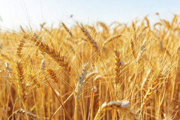 golden wheat field and sunny day