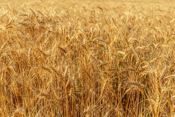 golden wheat field and sunny day