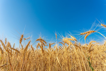 golden wheat field and sunny day