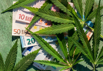Leaves of marijuana against the background of euro banknote.