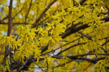Fototapeta na wymiar Forsythia bush with yellow blossom