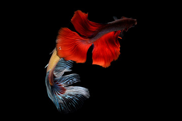 Betta fish