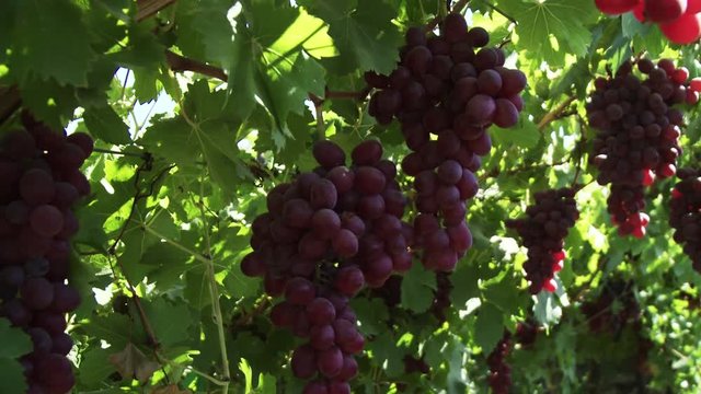 Fresh grapes hang from vine in farm