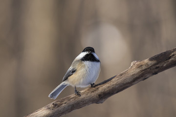 black capped chickadee in winter