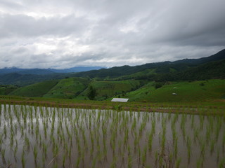 Rice terrace in Chiangmai Thailand